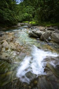 Pristine Rainforest in Namosi Water